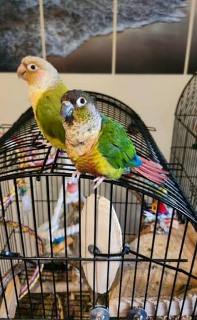 pineapple conure green chick conure available now.