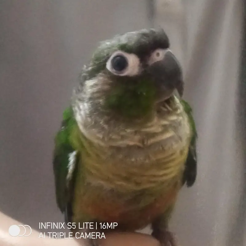 pineapple conure green chick conure available now. — photo 2