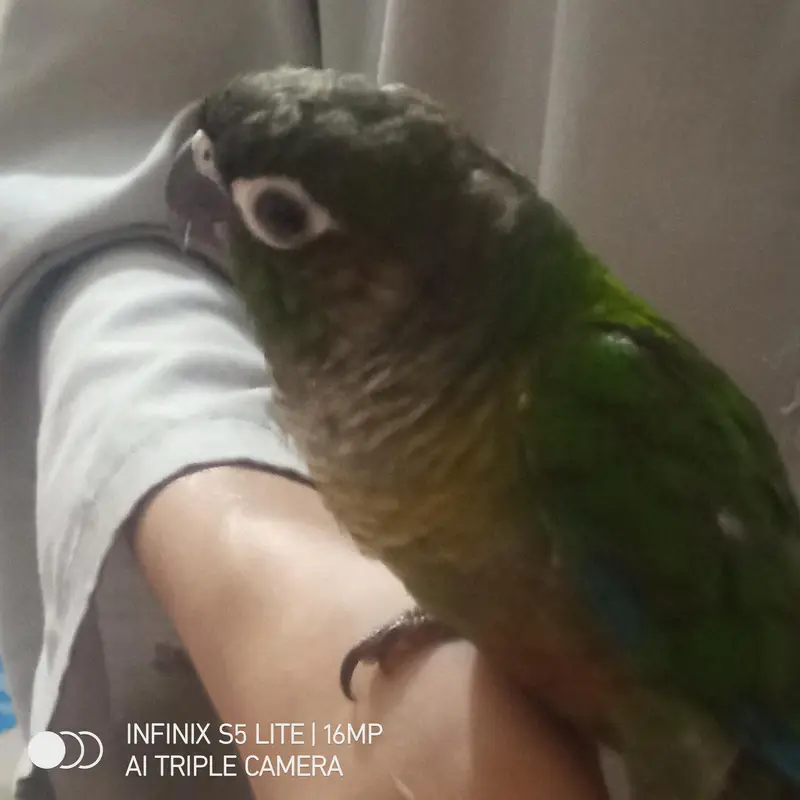 pineapple conure green chick conure available now. — photo 4