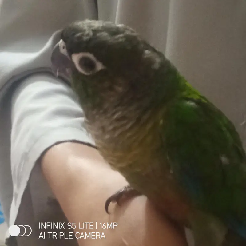 pineapple conure green chick conure available now. — photo 5