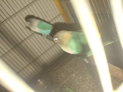 LOVE BIRDS