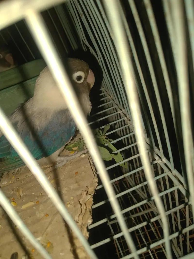 LOVE BIRDS — photo 2
