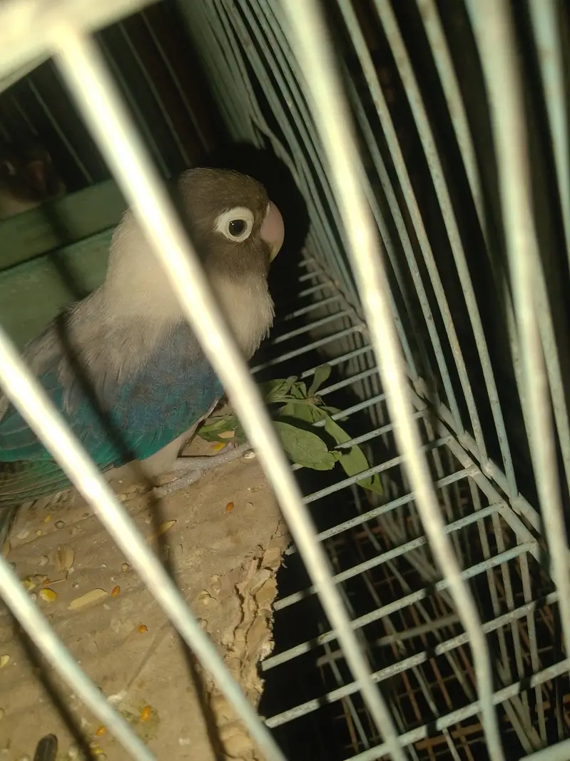 LOVE BIRDS — photo 3