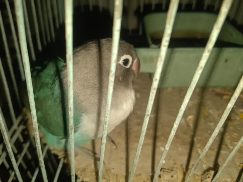 LOVE BIRDS — photo 4