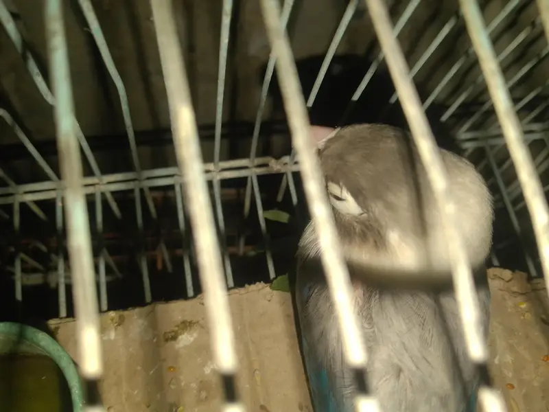 LOVE BIRDS — photo 5