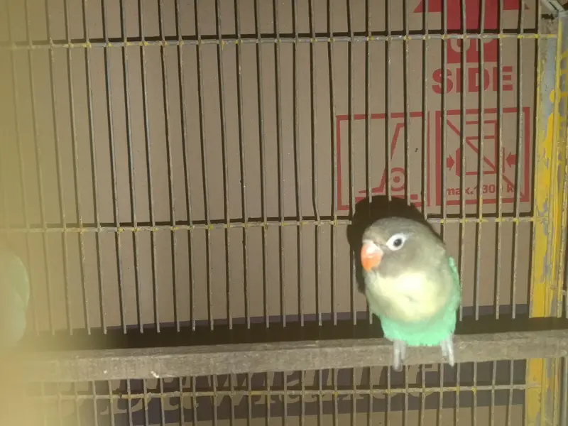 LOVE BIRDS — photo 6