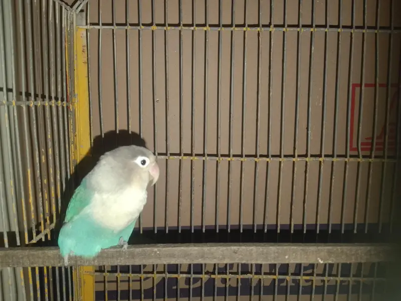 LOVE BIRDS — photo 7