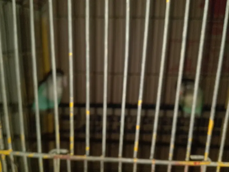 LOVE BIRDS — photo 8