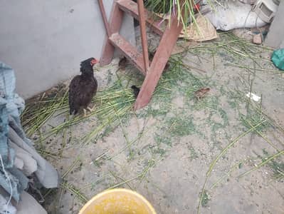 Quality Aseel Murghi With Chicks For Sale in Karachi