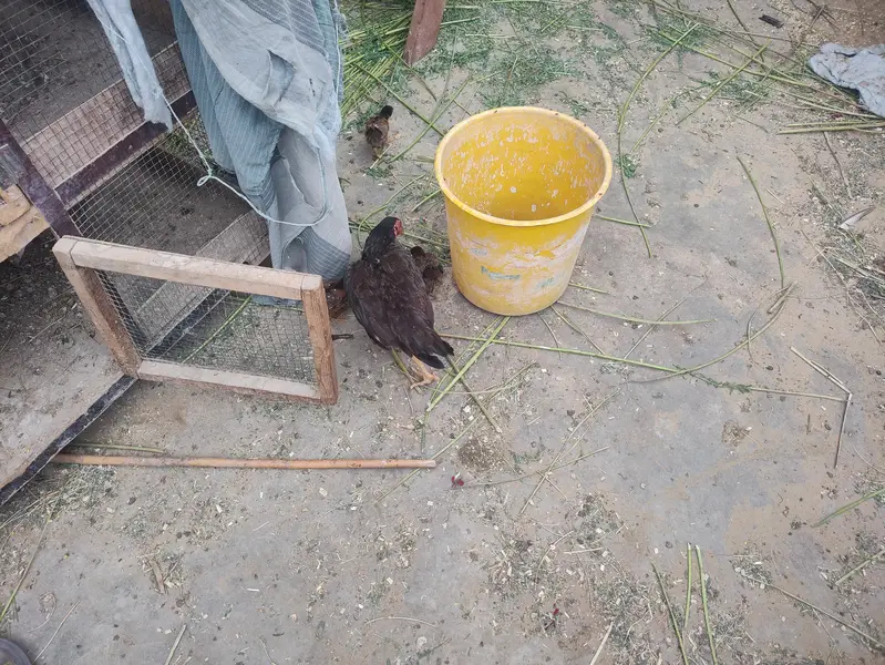 Quality Aseel Murghi With Chicks For Sale in Karachi — photo 2