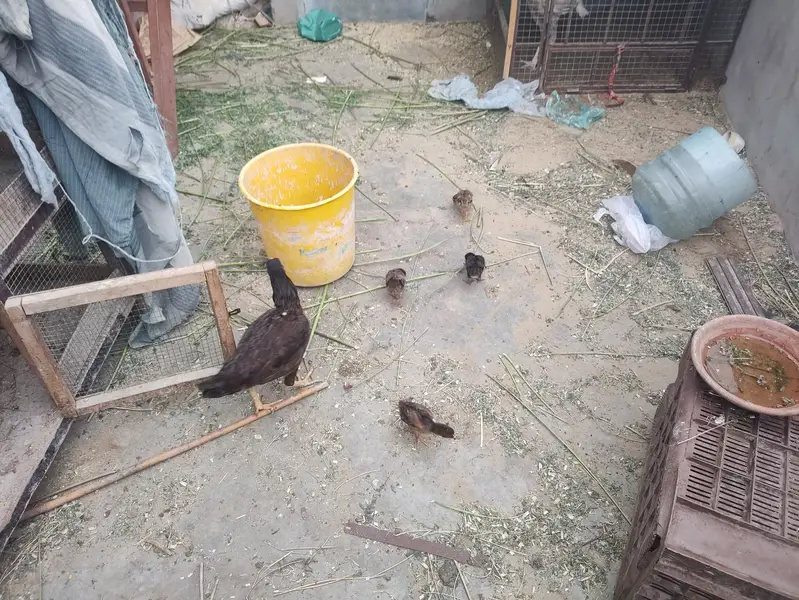 Quality Aseel Murghi With Chicks For Sale in Karachi — photo 3