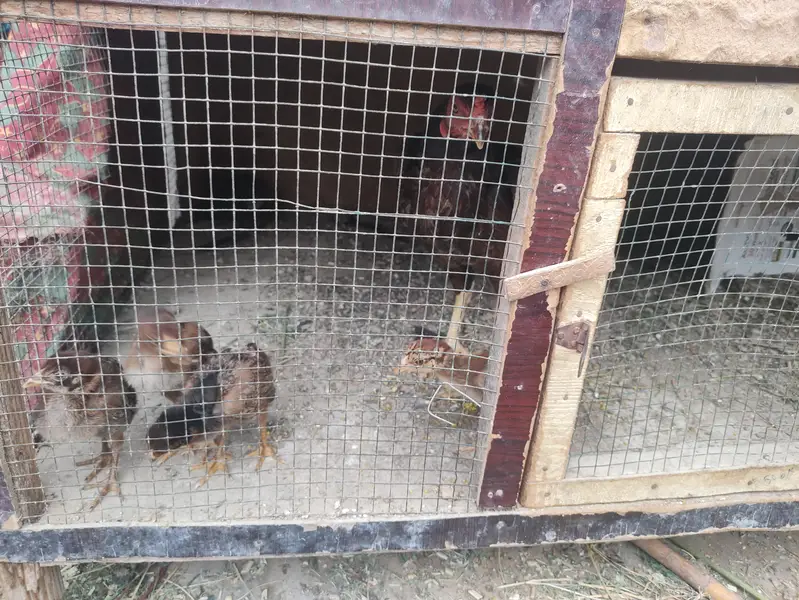 Quality Aseel Murghi With Chicks For Sale in Karachi — photo 4