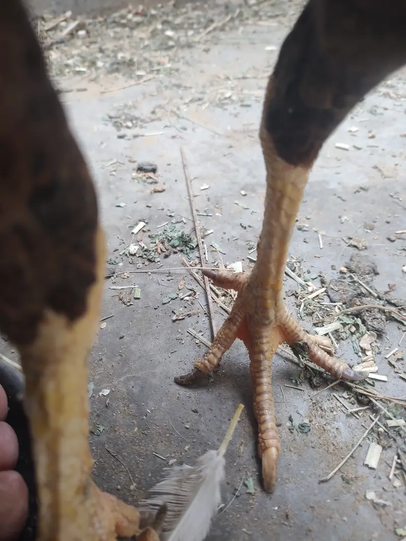 Quality Aseel Murghi With Chicks For Sale in Karachi — photo 5