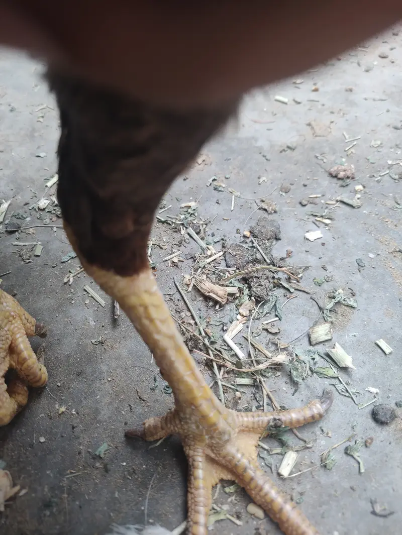 Quality Aseel Murghi With Chicks For Sale in Karachi — photo 6