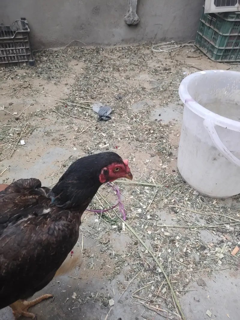 Quality Aseel Murghi With Chicks For Sale in Karachi — photo 7