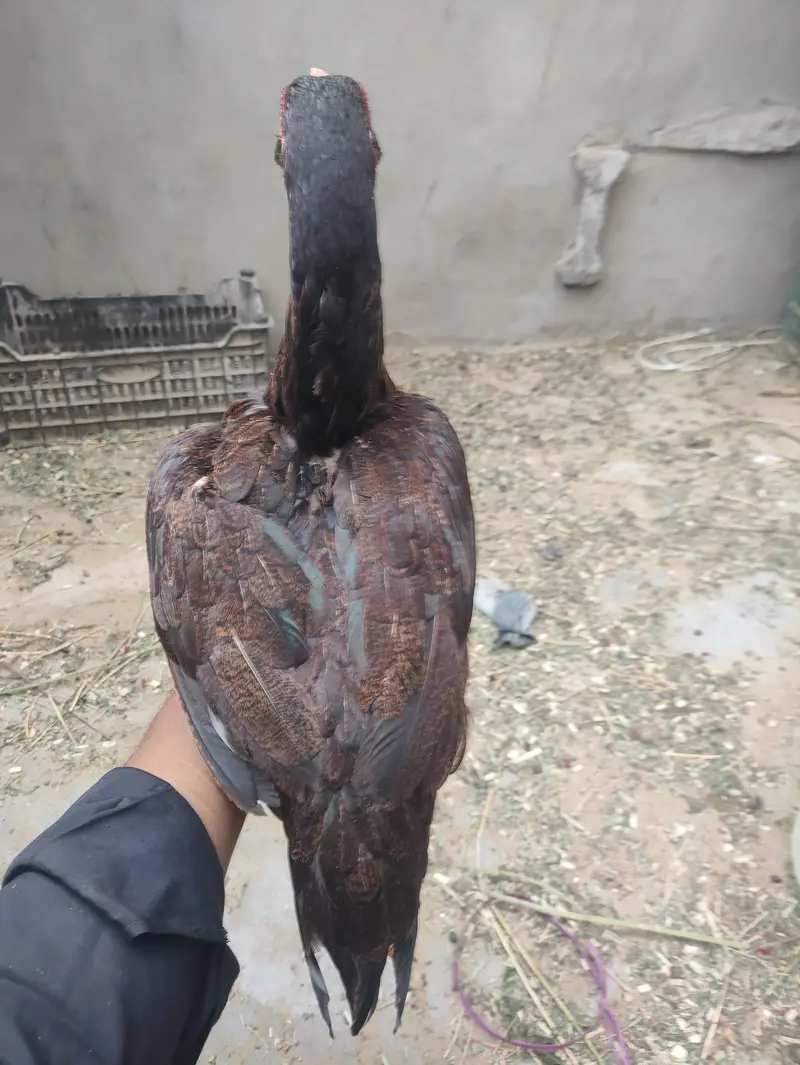 Quality Aseel Murghi With Chicks For Sale in Karachi — photo 8