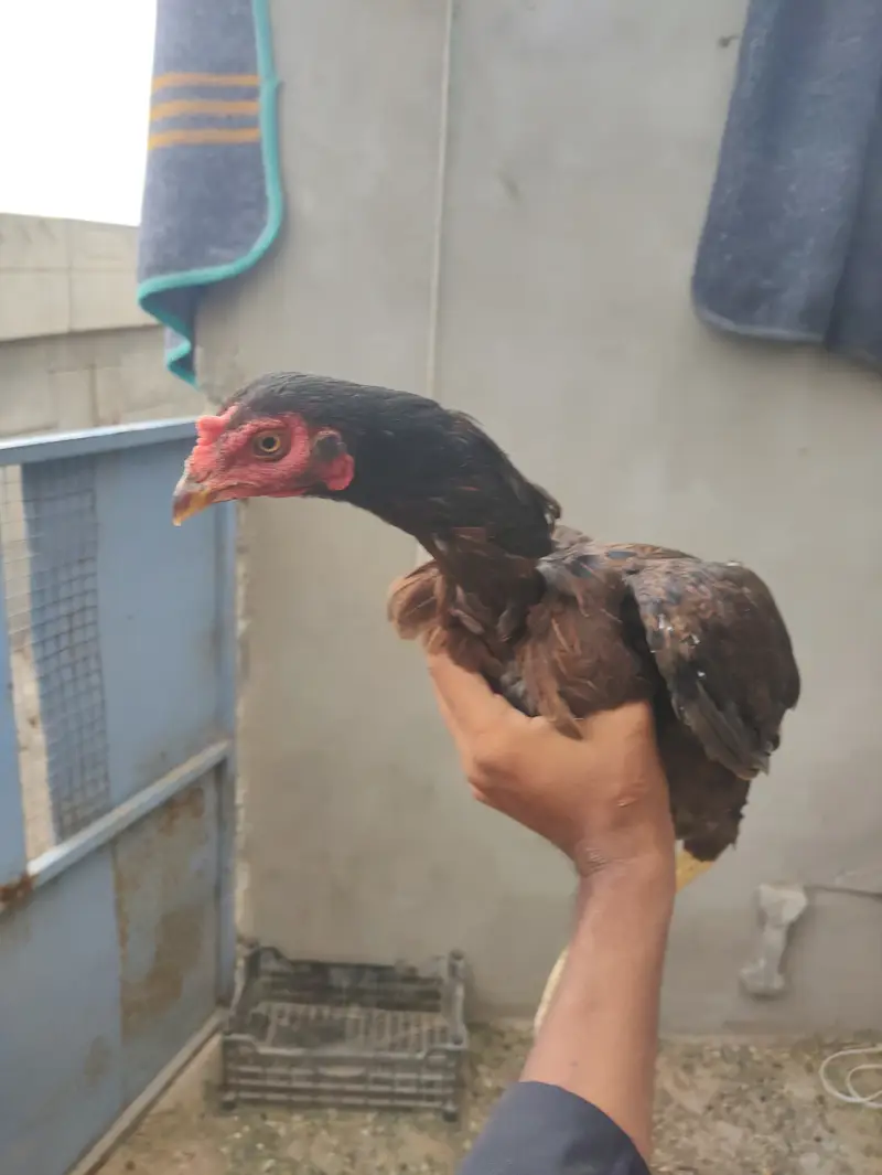 Quality Aseel Murghi With Chicks For Sale in Karachi — photo 9