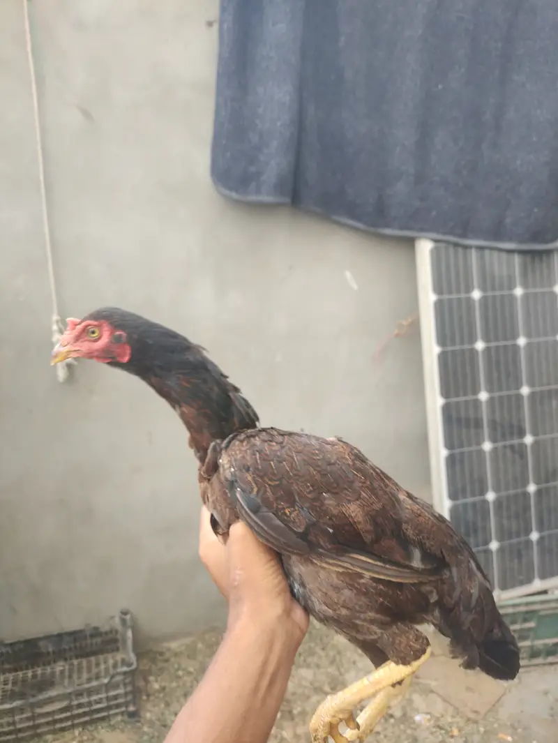 Quality Aseel Murghi With Chicks For Sale in Karachi — photo 10