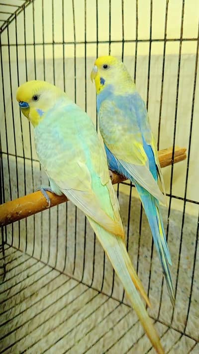 RAINBOW BRIDGE PAIR