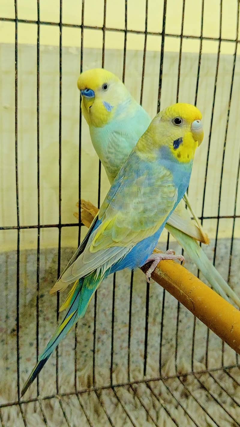 RAINBOW BRIDGE PAIR 1