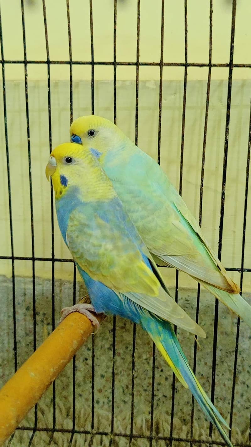RAINBOW BRIDGE PAIR 2