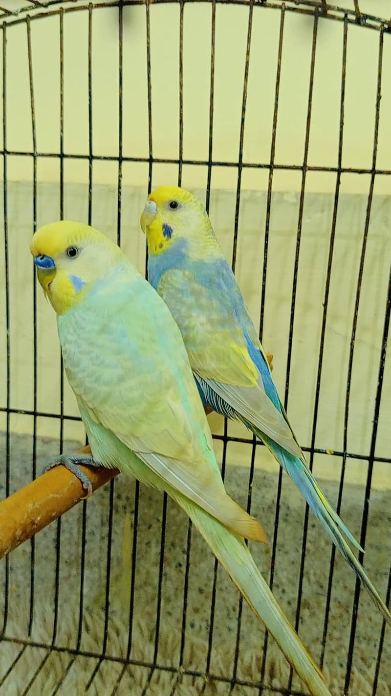 RAINBOW BRIDGE PAIR 3