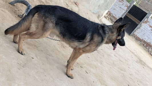 German sheperd dog