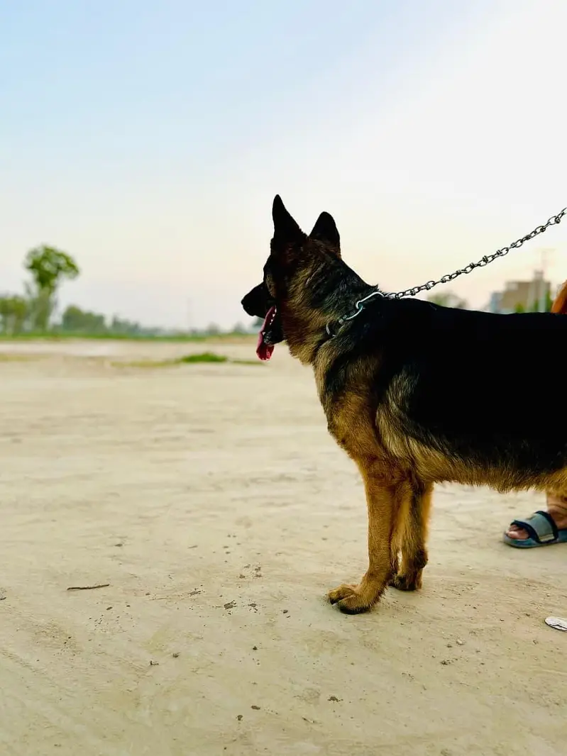 German sheperd dog — photo 2