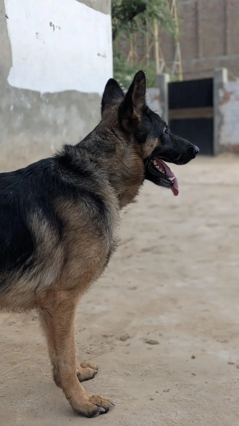 German sheperd dog — photo 3