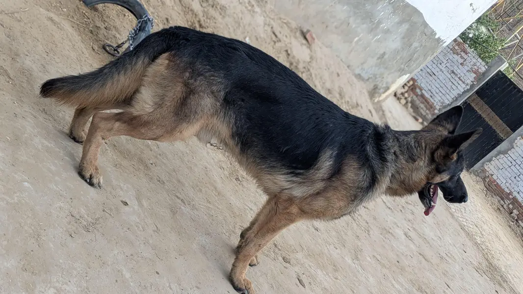 German sheperd dog — photo 4