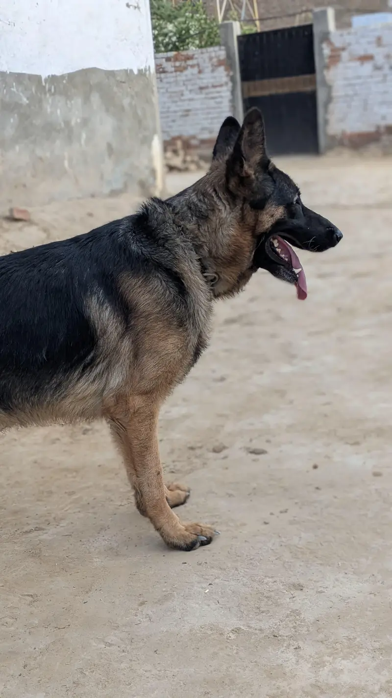 German sheperd dog — photo 5