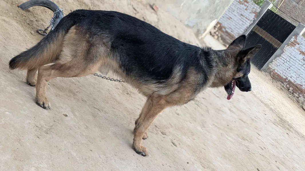 German sheperd dog — photo 6
