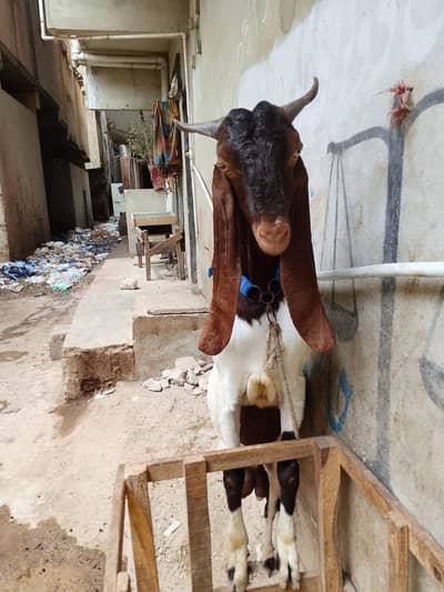 kamori nasal ha bakra ha aandu ha bhot acha ha