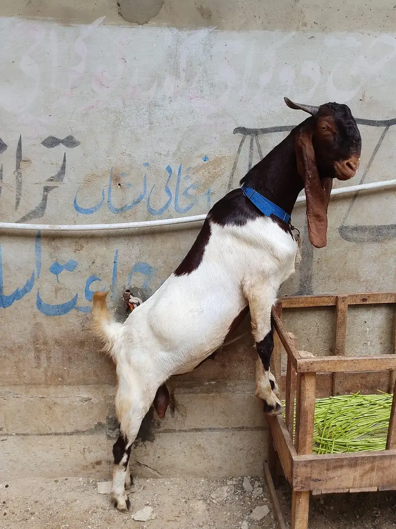 kamori nasal ha bakra ha aandu ha bhot acha ha — photo 2