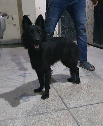 Black German shephard long Coat Female for sale