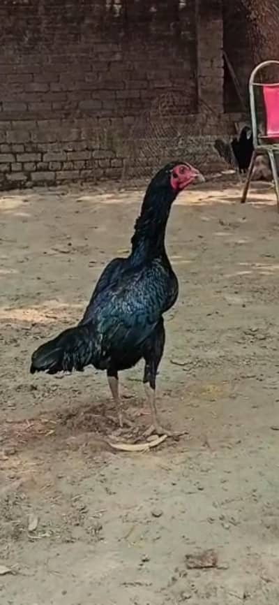 Pure  pakhoye madi