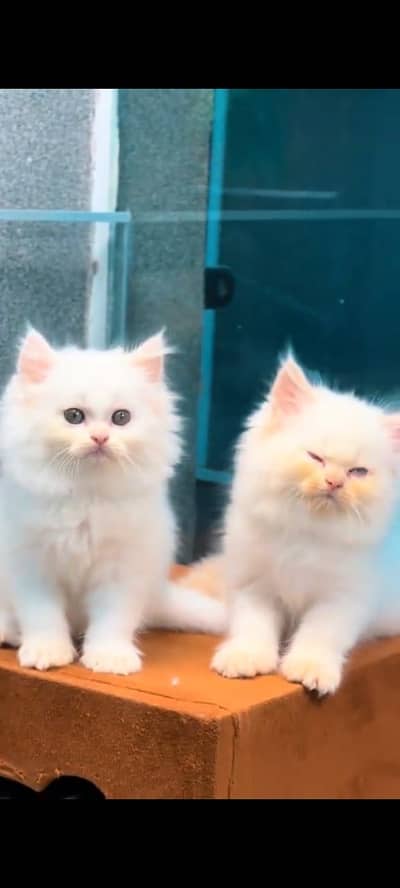Quality Persian Punchface cat & kitten. moreWhatsApp 03714663282