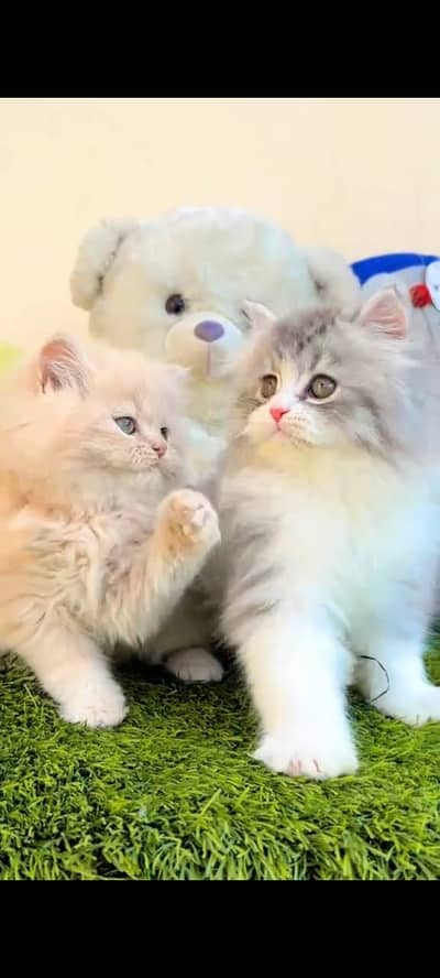 Quality Persian Punchface cat & kitten. moreWhatsApp 03714663282