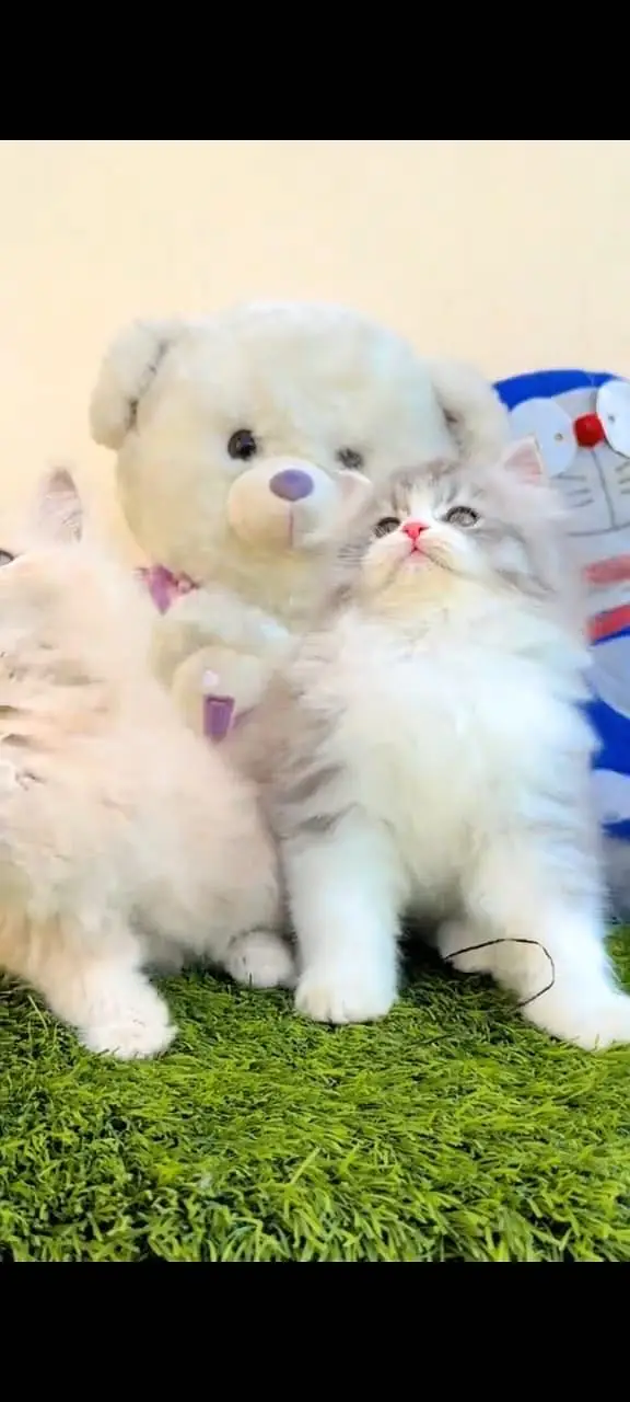Quality Persian Punchface cat & kitten. moreWhatsApp 03714663282 — photo 2