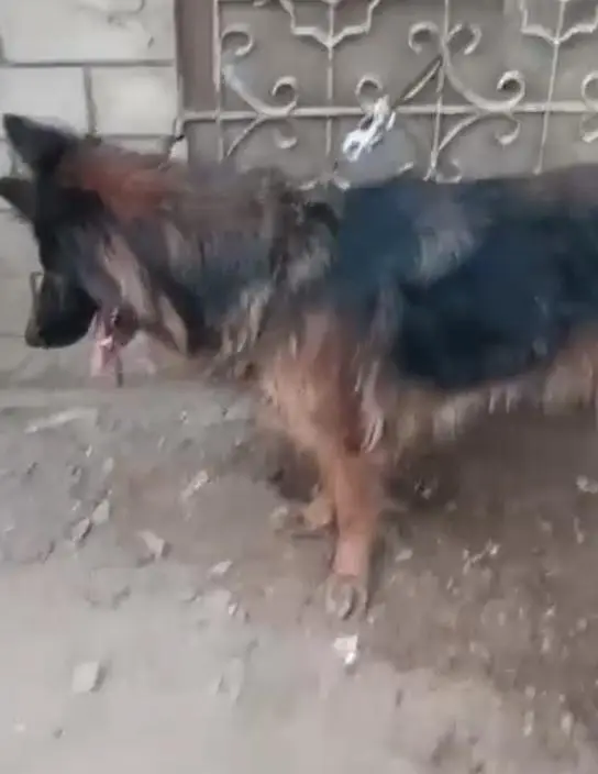 Gsd For sale pink pedigree