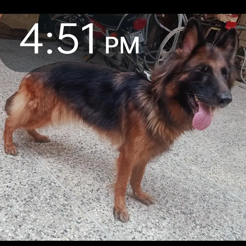 Gsd For sale pink pedigree — photo 2