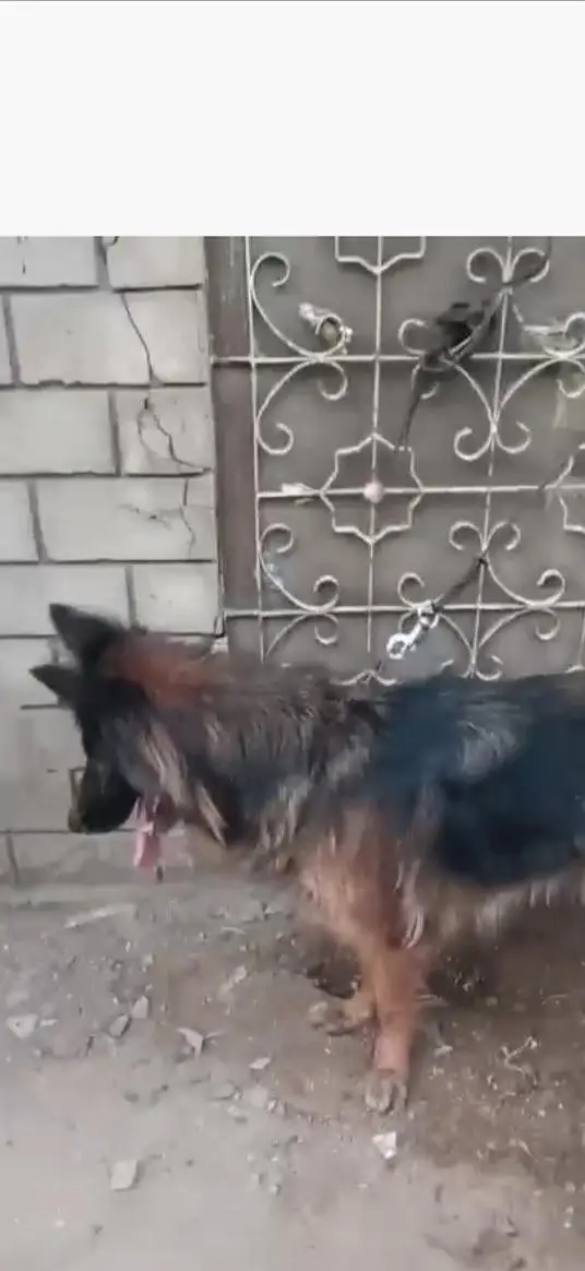 Gsd For sale pink pedigree — photo 3
