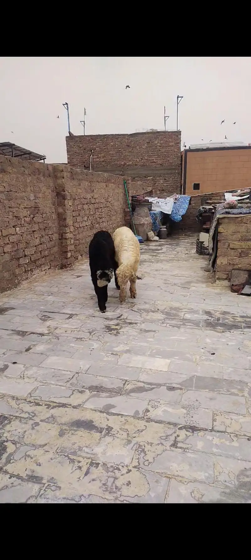 with Black mundra — photo 2