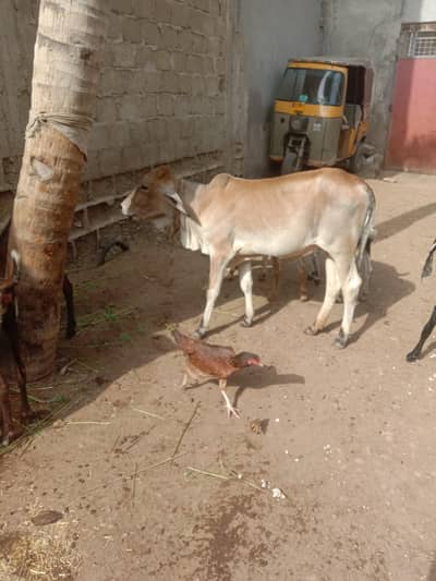 Bachri