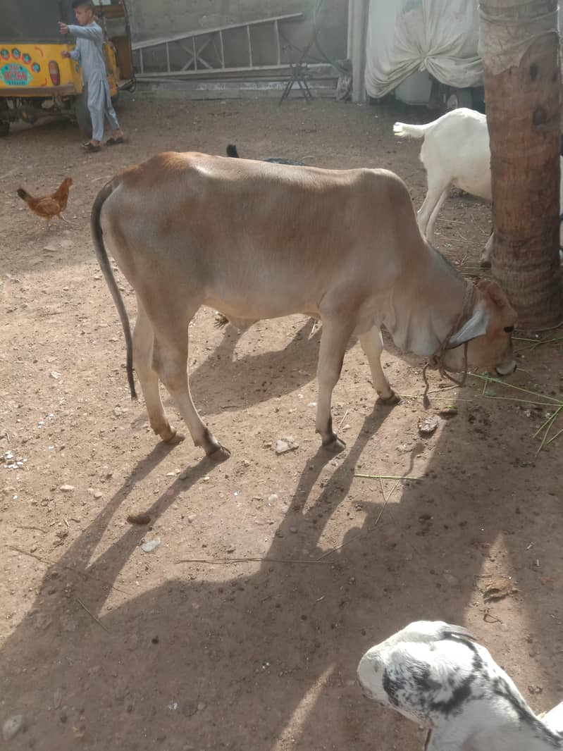 Bachri 1