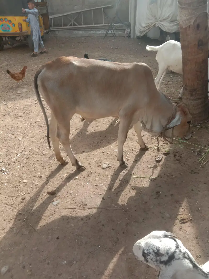 Bachri — photo 2