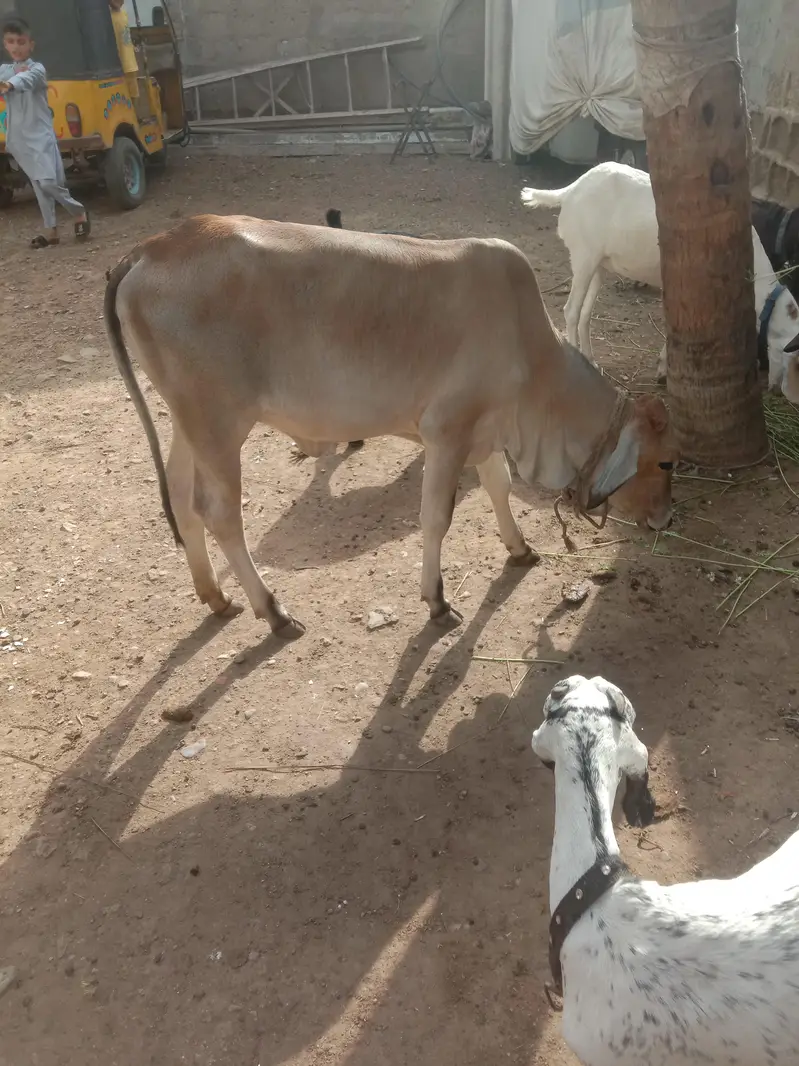 Bachri — photo 3