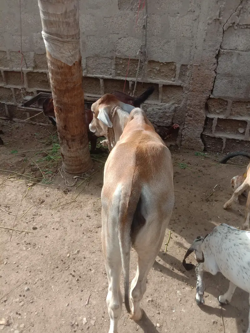 Bachri — photo 4