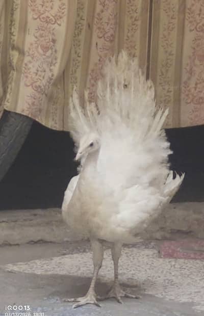 WHITE / PIED PEACOCK CHICKS PAIR 6 MONTH AGE