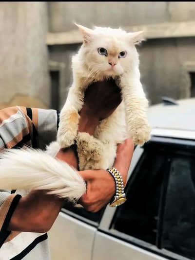 male cat  blue eyes
